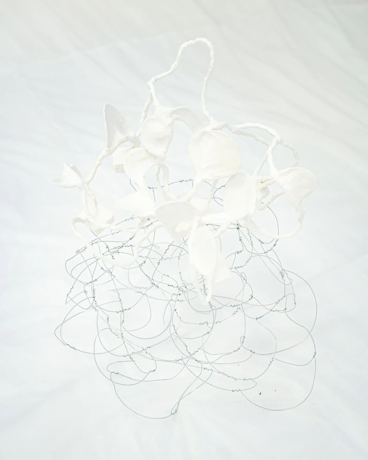 Creatures in Balance — wide horizontal spatial photograph